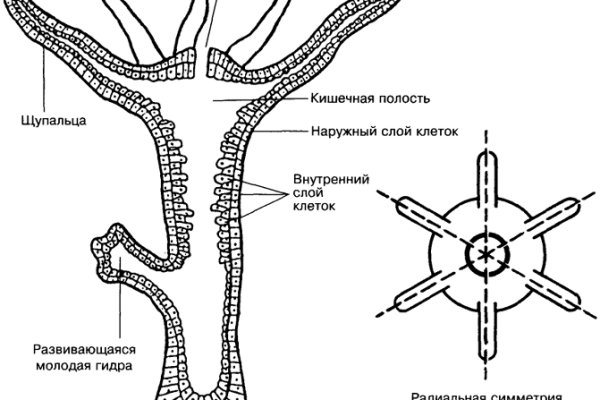 Кракен без впн